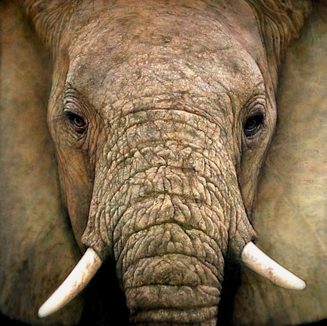 Глаза слонов