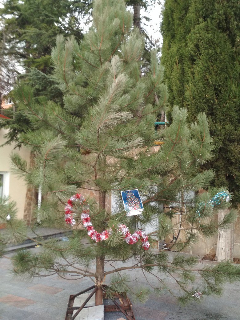 В сети смеются над новогодней елкой в оккупированном Крыму