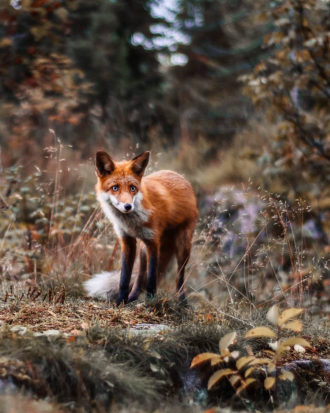 Сказочная природа и животные Финляндии от Йоахима Мюнтера