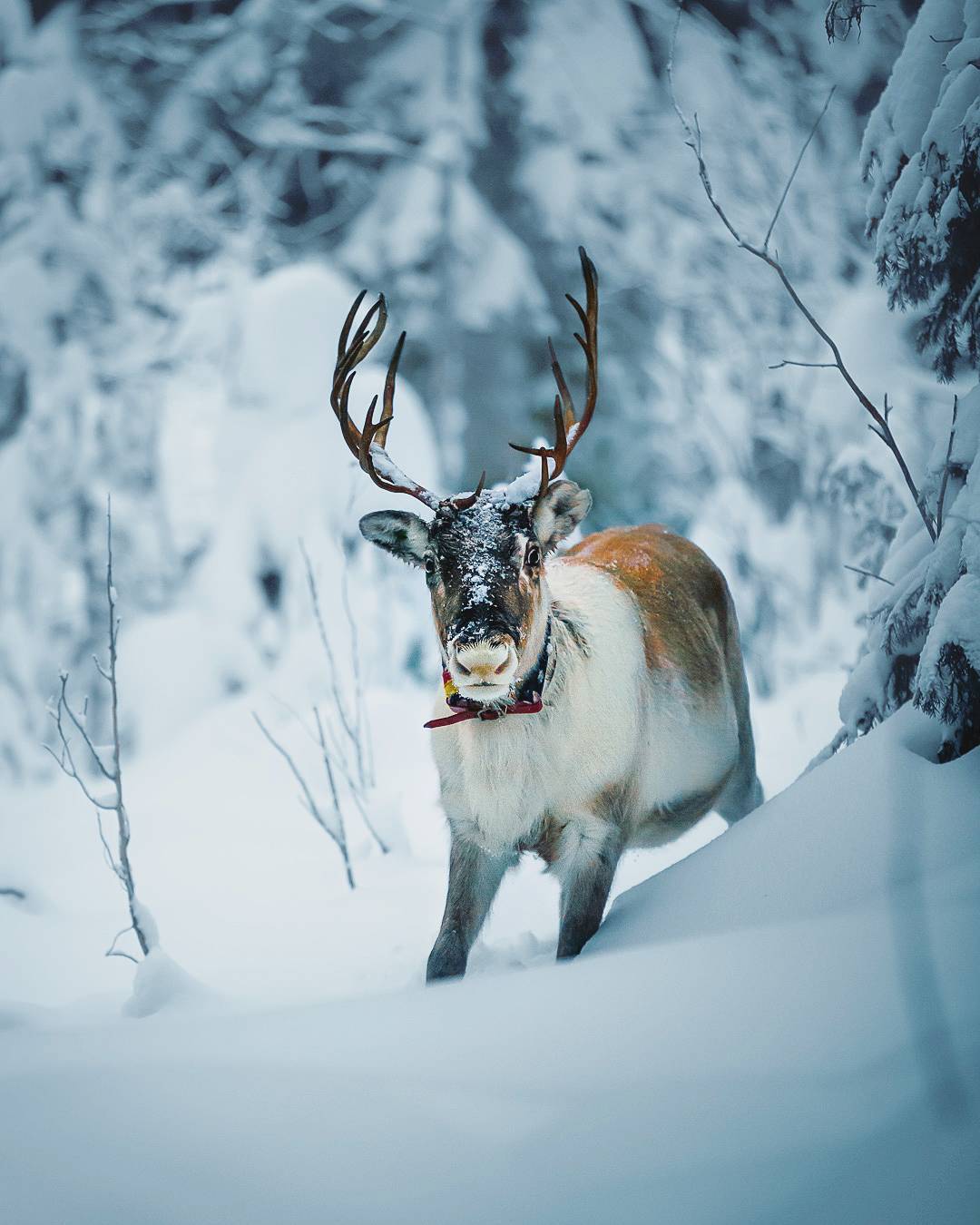 Сказочная природа и животные Финляндии от Йоахима Мюнтера