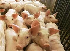 Российским свиньям запретили въезд в Украину