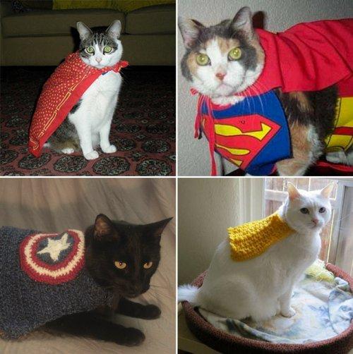 Коты-супергерои, которые вызовут у вас улыбку (ФОТО)