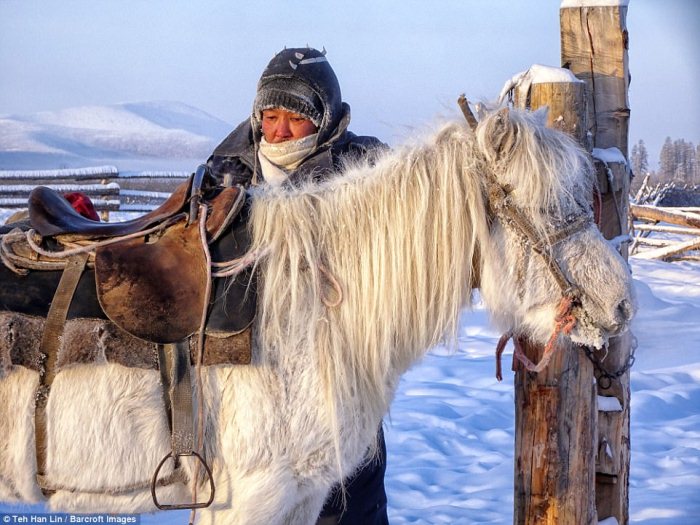 Якутские лошади выживают при экстремально низких температурах