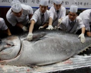 Рыбину весом 405 кг продали за $ 330 тыс.