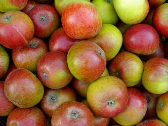В России гаишники будут кормить сегодня нарушителей яблоками