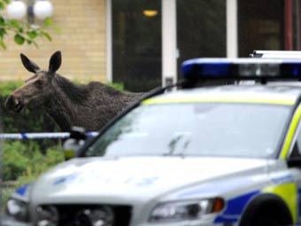 В шведский дом престарелых ворвался лось