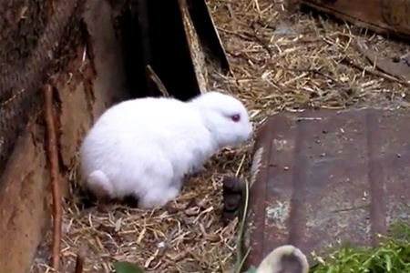 Кролик-мутант из Фукусимы шокировал японцев