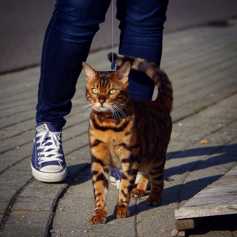 Бенгальский кот Тор, который стоит больше айфона. ФОТО