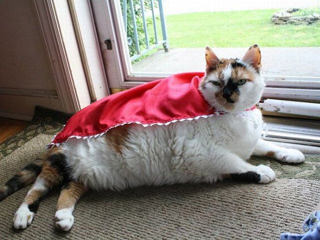Супергеройские наряды котов