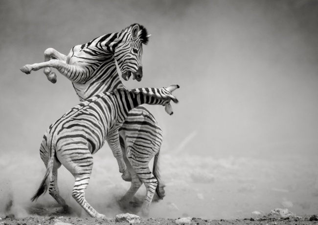 Фото с конкурса National Geographic, которые доказывают, что наша планета — режиссер самого грандиозного шоу во Вселенной