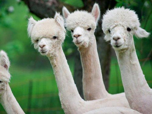 Стриженные альпаки, которые вызовут вашу улыбку (ФОТО)