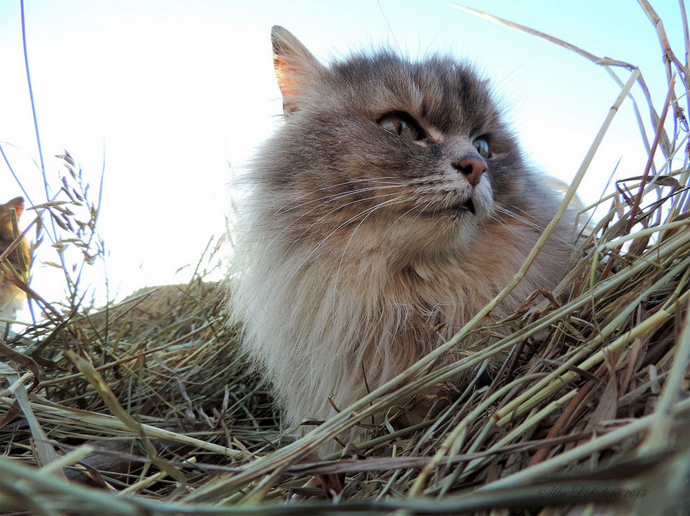 Cat farm. Сибирская кошка. Пушистые кошки Сибирские. Кошки живущие в Сибири. Барнаульская кошка.