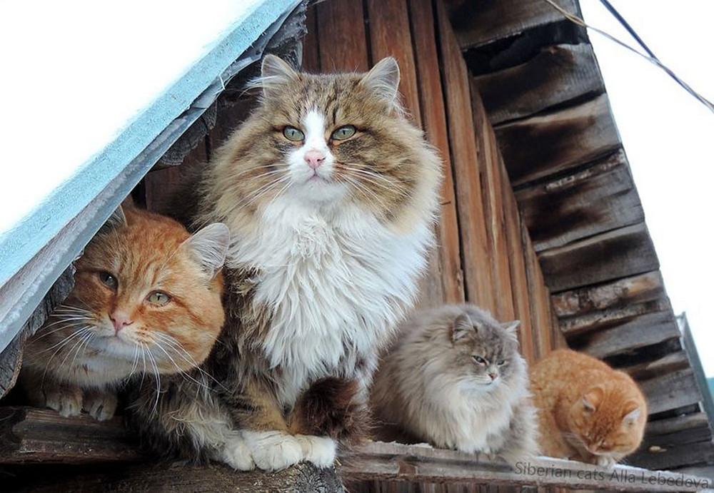 Дома живет кот. Кошка Сибирская Кошляндия. Кошляндия Алтайский край. Кошландия огромная семья сибирских кошек живущая в Барнауле. Сибирский деревенский кот.