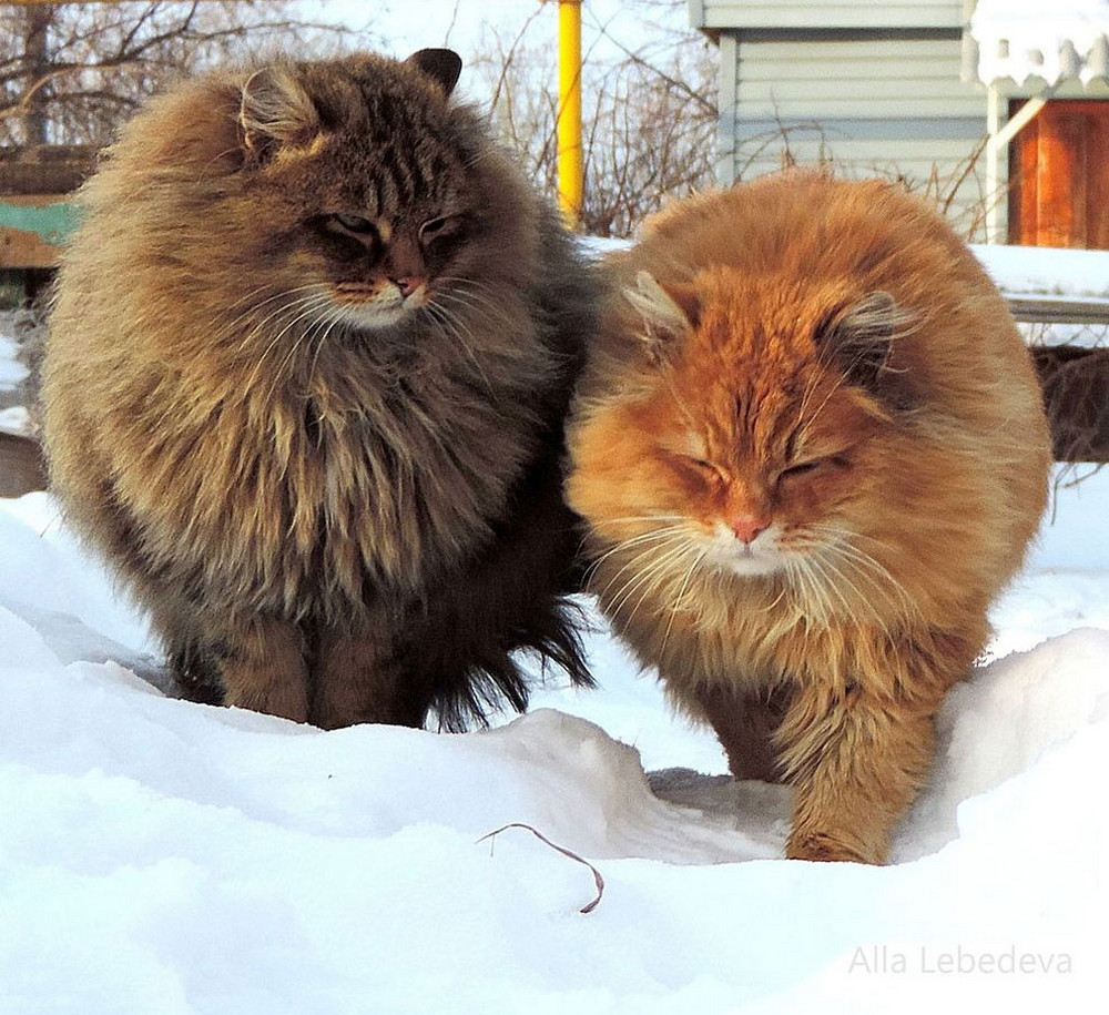 Кошка Сибирская Кошляндия