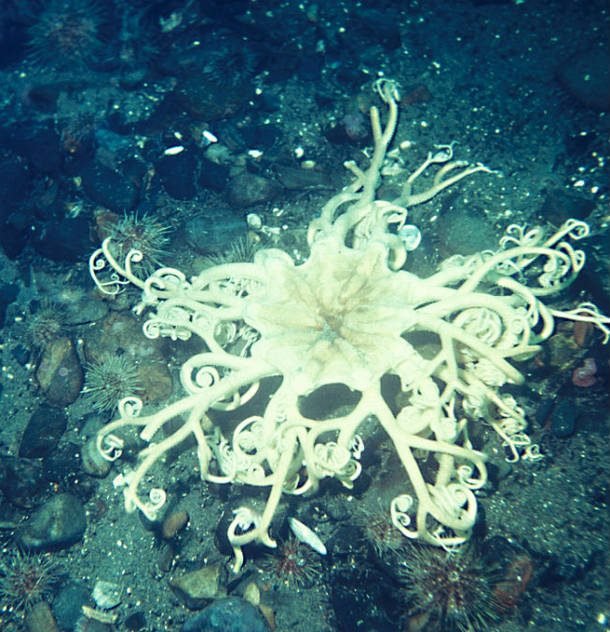 25 самых странных глубоководных существ