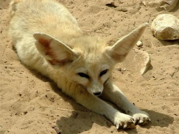 В новосибирском зоопарке разлучили сдружившихся лисицу и петуха