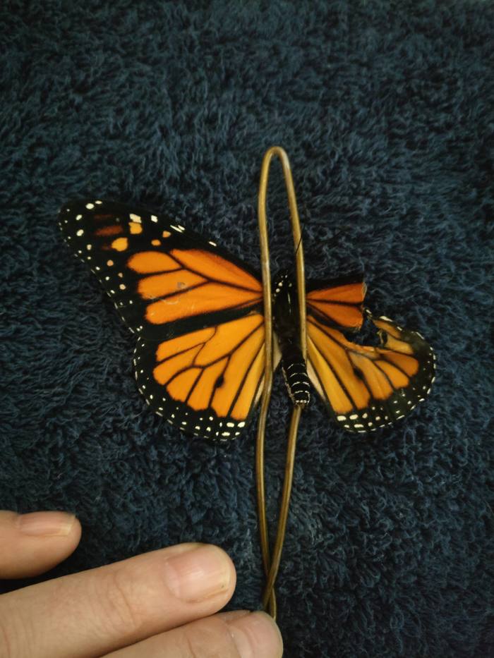 Спасение самца бабочки монарх