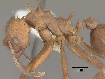 Гены муравьев-фермеров оставили ученых в недоумении