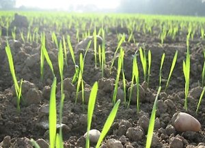Из-за дождей Украина может потерять часть урожая зерновых