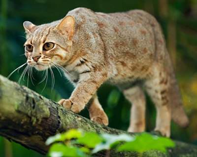 Ржавые кошки: уникальные создания, о которых мало кто знает. Фото