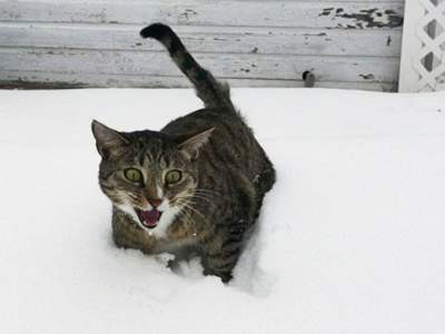 Забавная реакция кошек на свой первый снег