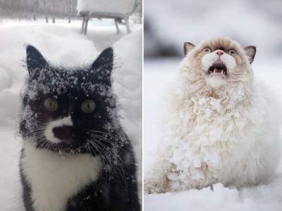 Забавная реакция кошек на свой первый снег