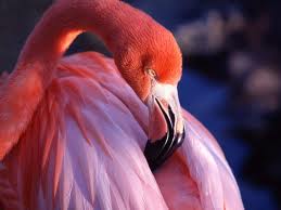Розовый фламинго нарушил работу манчестерского аэропорта