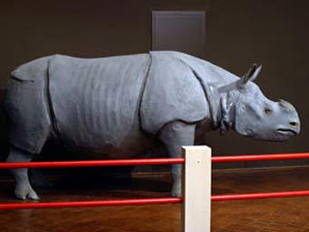 Из бельгийского музея похитили голову носорога