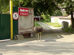 По улицам Киева гуляет сбежавший страус