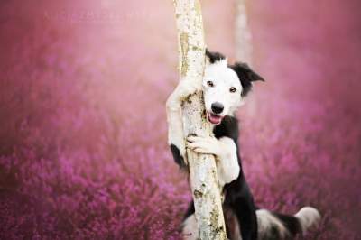 Фотограф покорил мир очаровательными портретами собак. Фото