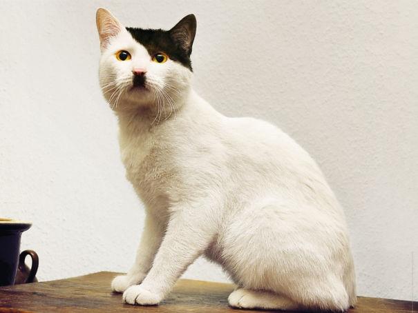 25 кошек с уникальным окрасом, который рассмешит и удивит вас (ФОТО)