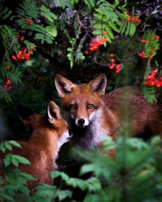 Каких животных можно встретить в лесах Финляндии. Фото