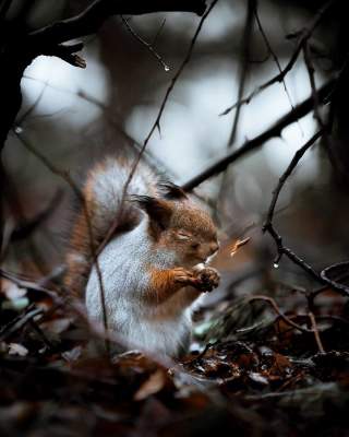 Каких животных можно встретить в лесах Финляндии. Фото