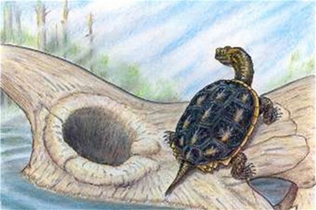 Обнаружены черепахи, пережившие динозавров
