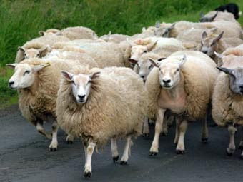 Городок в Луизиане уволил овец-газонокосильщиц
