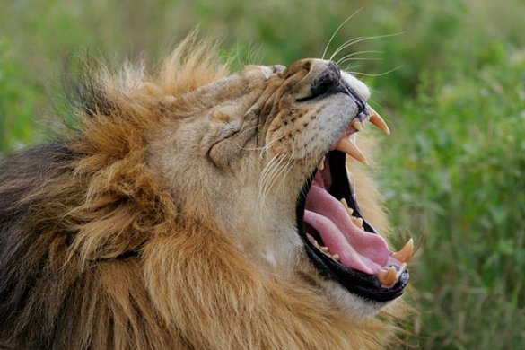 В Кении сбежавший из заповедника лев съел женщину
