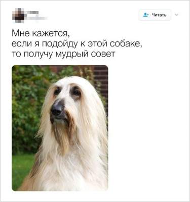 Забавные шутки, тщательно собранные в Twitter