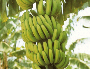 В Украине готовятся выращивать бананы