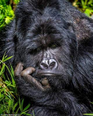 Фото задумчивой гориллы «взорвало» соцсети	