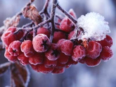 Эти ягоды помогут укрепить иммунитет в зимние месяцы