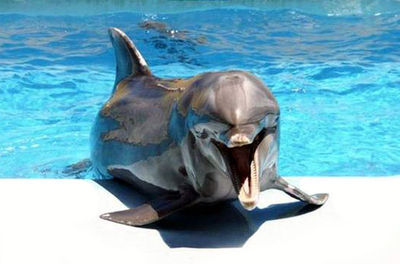 У дельфинов нашли "седьмое чувство"