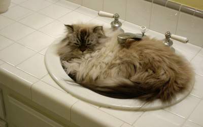 Забавные доказательства «пользы» котов в домашнем хозяйстве