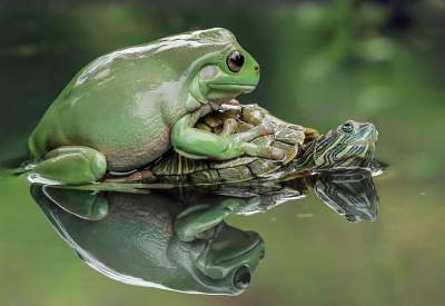 Фотограф доказал, что лягушки – самые очаровательные создания. Фото