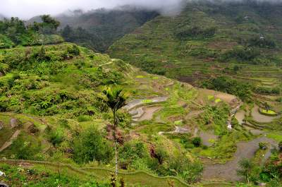 Волшебная красота рисовых террас на Филиппинах. Фото