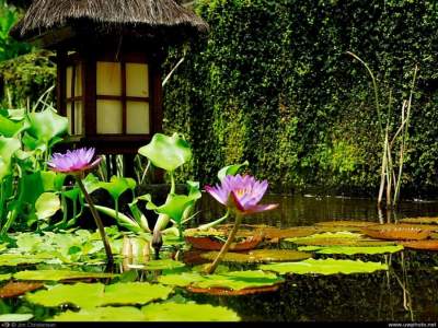 Умиротворяющая красота японских садов. Фото