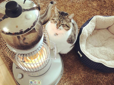 Тянущийся к теплу кот покорил Instagram