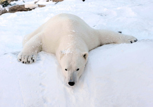 Белый медведь напал на группу людей на Шпицбергене