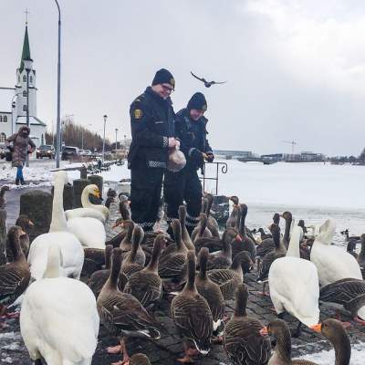 Исландские полицейские покорили  Instagram забавными снимками 