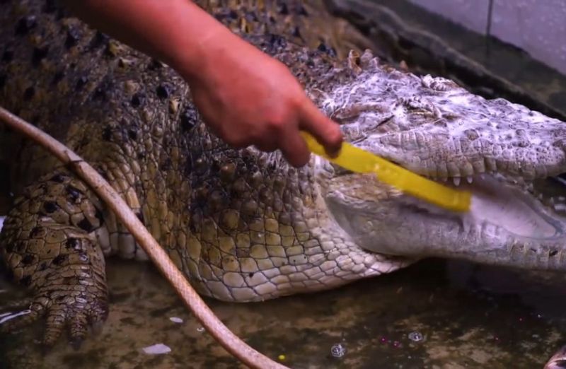 Семья 21 год живет со здоровенным крокодилом