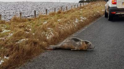 Маленький тюлень стал причиной пробки на дороге в Шотландии